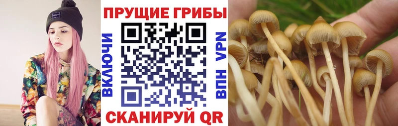 Галлюциногенные грибы Psilocybine cubensis купить наркотики цена omg вход Шенкурск